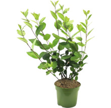 Plant in pot met groene bladeren.
