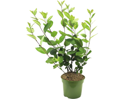 Plant in pot met groene bladeren.