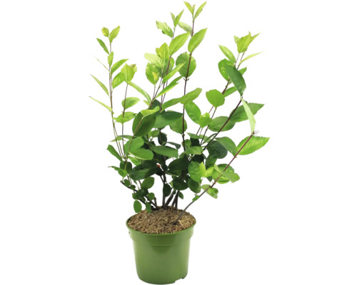 Aronia plant in pot
