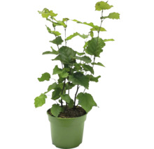 Hazelnootplant in pot