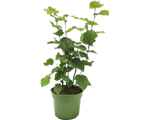Hazelnootplant in pot