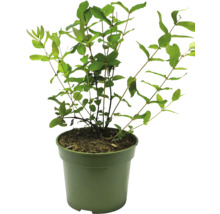 Plant in pot voor binnen
