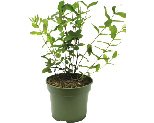 Plant in pot voor binnen