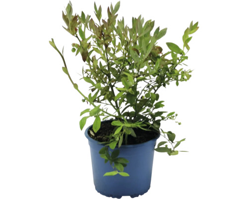 Blauwe bessenstruik in een pot