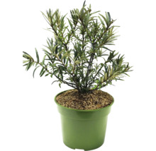 Duindoorn in pot voor de tuin