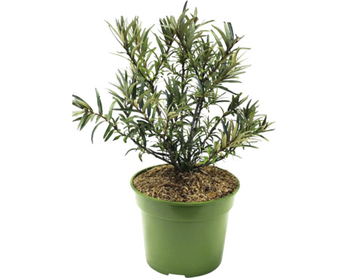 Duindoorn in pot voor de tuin