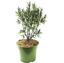 Olijfboom in pot