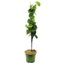 Wijnstok in pot met steunstok