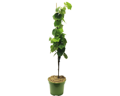 Wijnstok in pot met steunstok