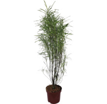 Kamerplant in een pot