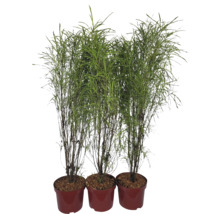 Drie rietplanten in potten