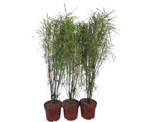 Drie rietplanten in potten