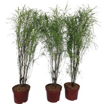 Drie slanke bamboeplanten in plantenbakken