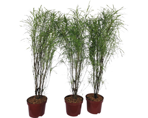 Drie slanke bamboeplanten in plantenbakken