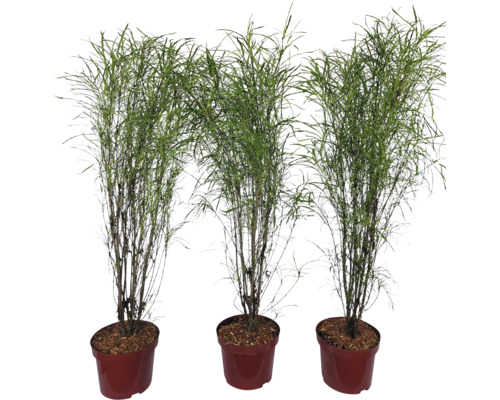 Drie siergrassen in potten voor binnen- en buitengebruik
