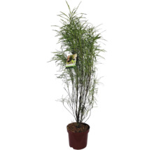 Zilverboom in pot