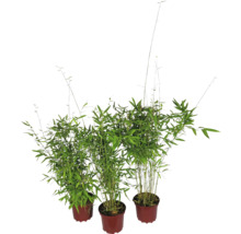 Drie bamboeplanten in potten