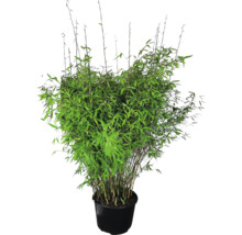 Bamboeplant in pot
