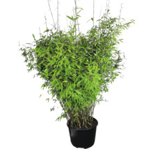 Bamboeplant in pot