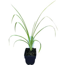 Lis in een pot
