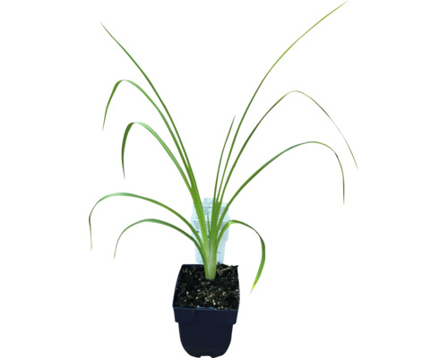 Lis in een pot