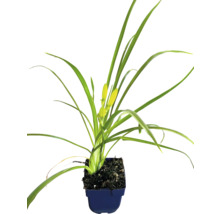 Daglelie in een plantenbak