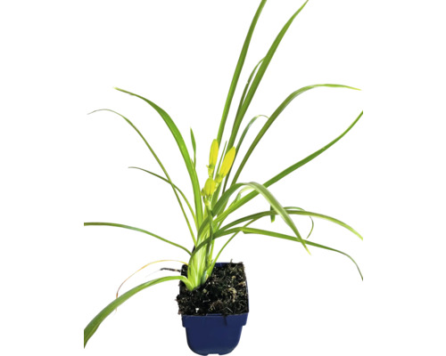 Daglelie in een plantenbak