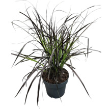 Grasplant in pot