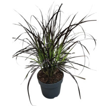 Zwart siergras in pot
