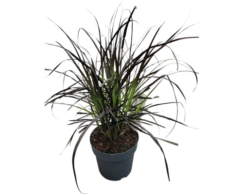 Zwart siergras in pot