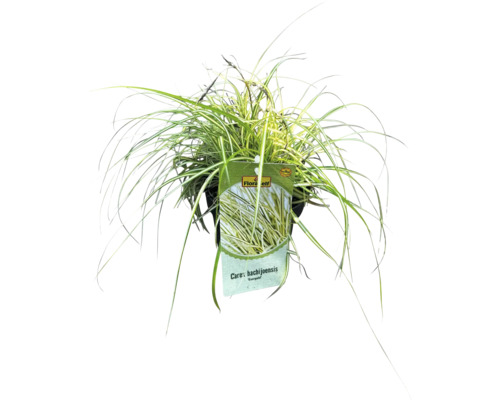 Japanse zegge Carex hachijoensis in pot