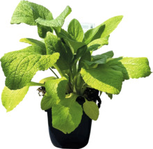 Salieplant in pot