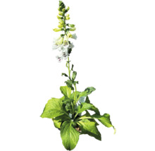 Vingerhoedskruid plant met witte en gele bloemen