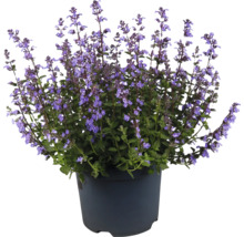 Kattenkruid in een pot
