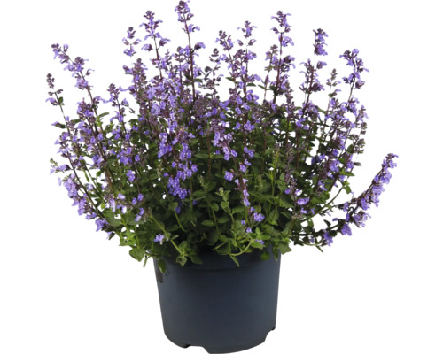 FLORASELF Kattekruid Nepeta x faassenii 'Purrsian Blue' potmaat Ø 19 cm H 10-25 cm Kattenkruid in een pot