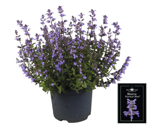 Nepeta ''Purrsian Blue'' in pot