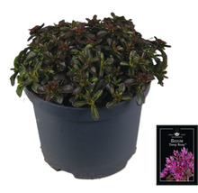 Sedum ''Deep Rose'' in pot