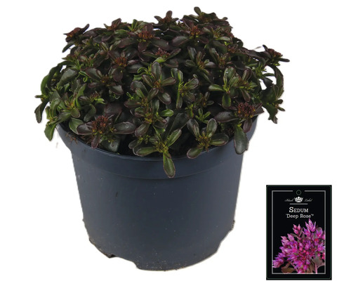 Sedum ''Deep Rose'' in pot