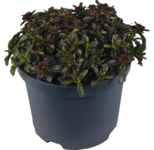 Donkerbladige kruipend zenegroen plant in pot