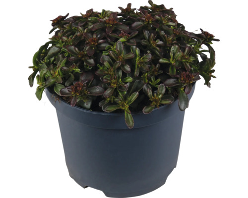 FLORASELF Vetkruid Sedum 'Deep Rose' potmaat Ø 19 cm H 5-15 cm