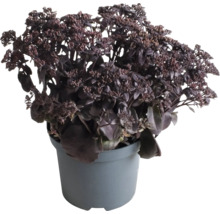 Sedum in pot