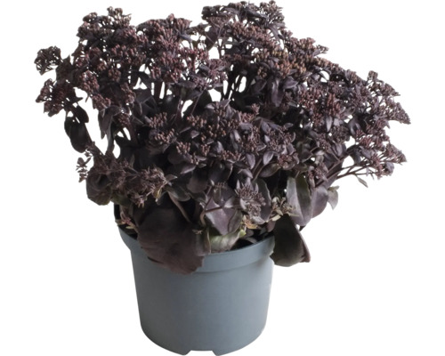 Sedum in pot