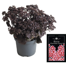 Sedum ''Chocolate Cherry'' in pot met plantenetiket