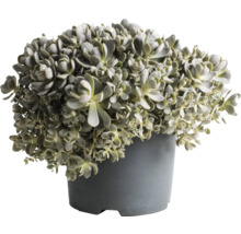 Vetplant in pot