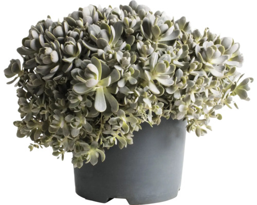 Vetplant in pot