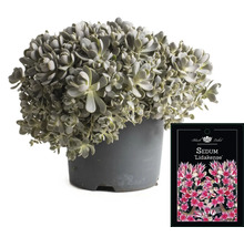 Sedum ''Lidakense'' in een pot
