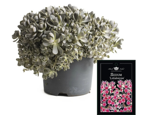 Sedum ''Lidakense'' in een pot