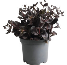 Zwartblad in een pot