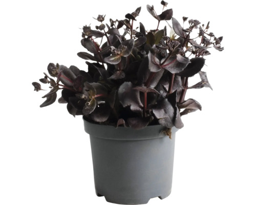 Zwartblad in een pot