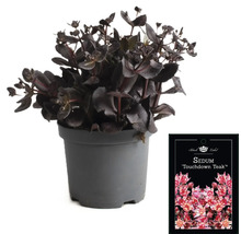 Sedum ''Touchdown Teak'' in pot met plantenlabel
